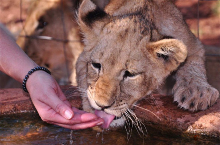 美洲狮可以当宠物养吗 在中国能合法饲养吗