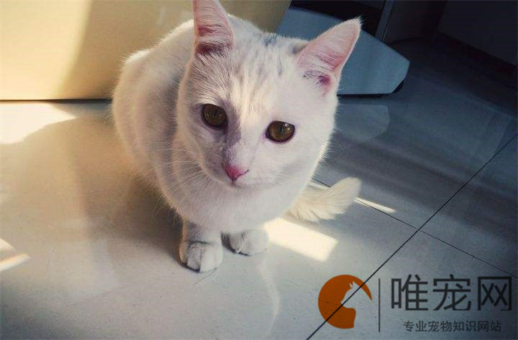 怎么判断猫有没有三个月 几个月性格稳定