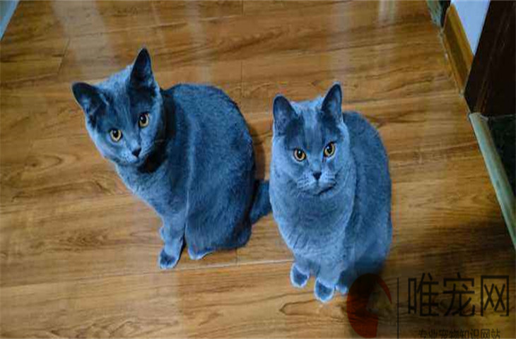 什么颜色的蓝猫最正宗 怎么看品相