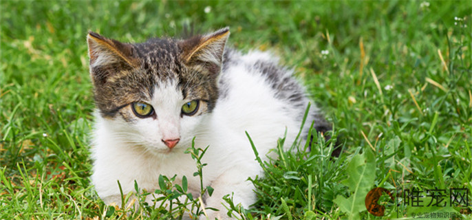 小猫到家躲起来怎么办