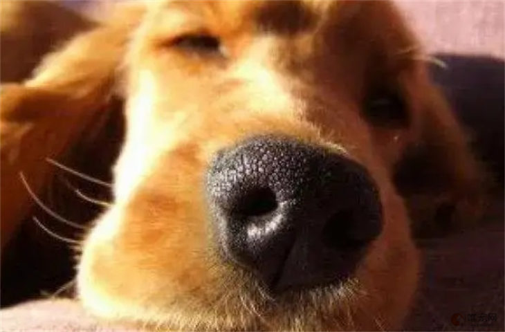 狗狗一切正常就是鼻子干怎么回事 干裂的像鳞片是什么病