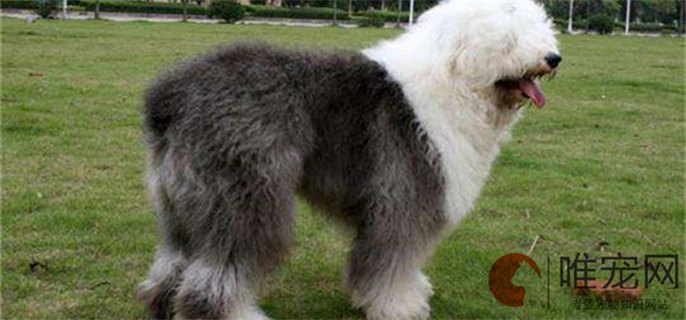 巨型比熊犬叫什么 巨型比熊犬叫什么