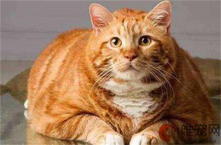 英短橘猫和普通橘猫的区别 哪个好养