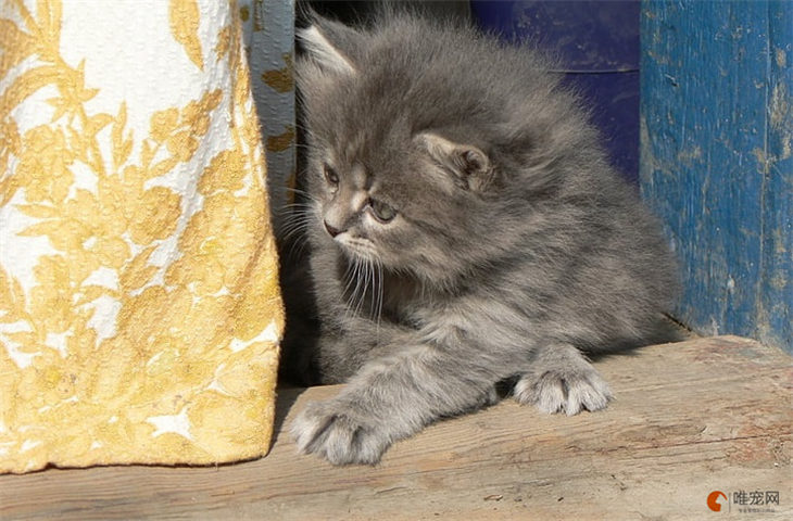 幼猫怎么判断是不是折耳猫 立不起来就是折耳吗