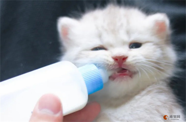 怎么喂小猫喝奶 不张嘴吃奶怎么办
