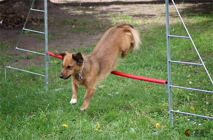 一般训犬需要多少钱 怎么收费 一般训犬需要多少钱 怎么收费
