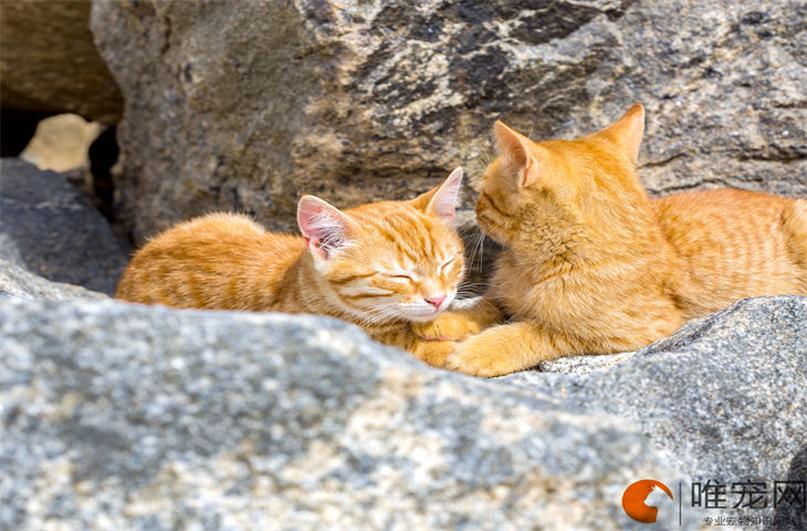 小奶猫怎么养 没有羊奶粉用什么代替