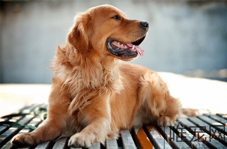 金毛是大型犬吗 属于禁养犬吗