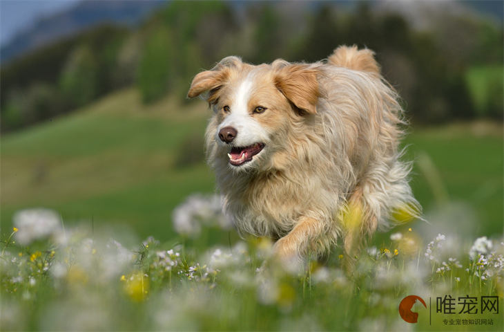 训犬师工资多少钱一个月 需要什么学历 训犬师工资多少钱一个月 需要什么学历
