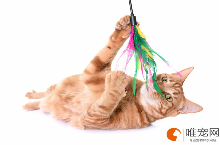 猫爬人肩膀预示着什么 养熟了的表现有哪些