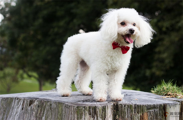 小型犬用不用办狗证 怎么办理