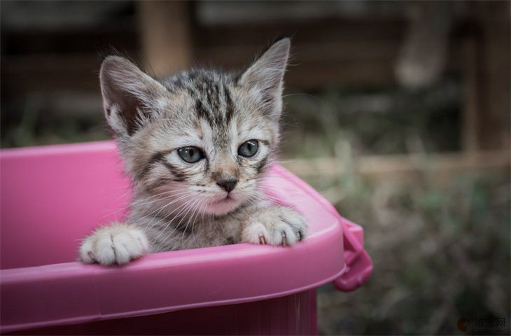 失去母猫的小猫怎么养活 没有羊奶粉可以喂啥