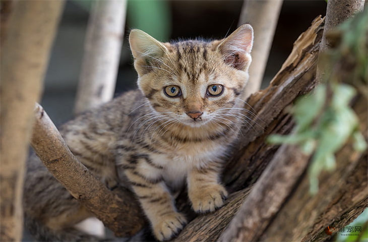 一个半月的小猫怎么喂养 可以用猫砂了吗