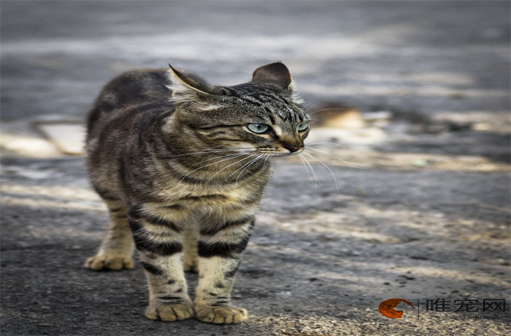 猫咪生病时的睡姿是什么样的 怎么判断发烧