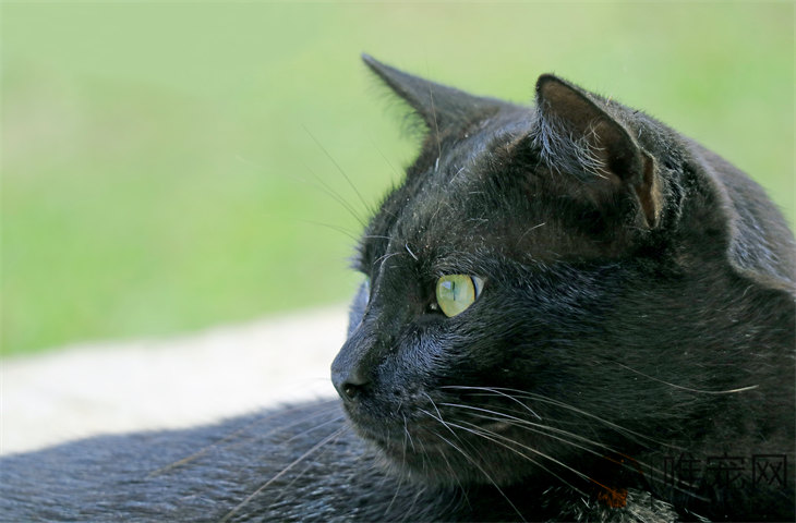 猫屎为什么那么臭 怎么去味