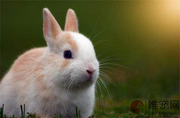怎么知道兔子得了球虫病 有哪些症状