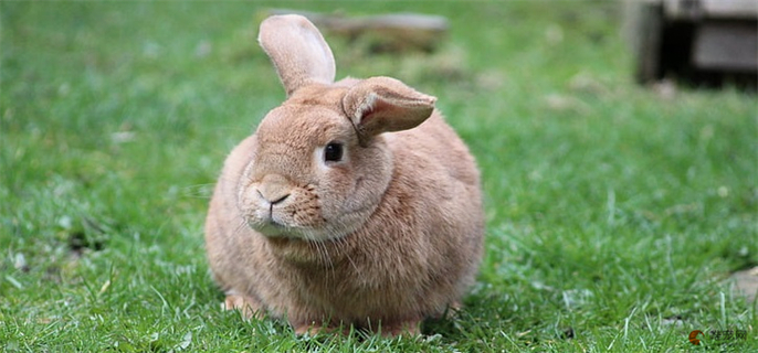 农村有哪些草兔子能吃
