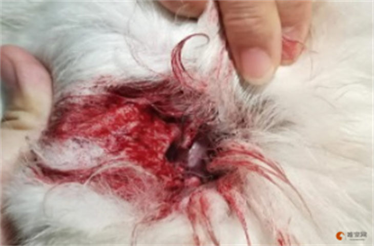 狗狗被撞的内出血能坚持多久 能救活吗 狗狗被撞的内出血能坚持多久 能救活吗