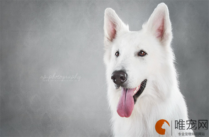 狗狗鼻头黑色变粉色是什么病 还能黑回来吗