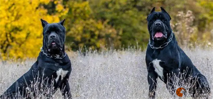 卡斯罗幼犬几天断尾