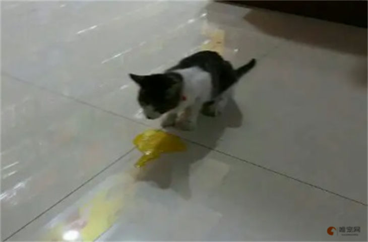 猫吐了一堆软化的猫粮和黄水是什么原因 会自己好吗