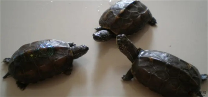 养三只乌龟有讲究吗