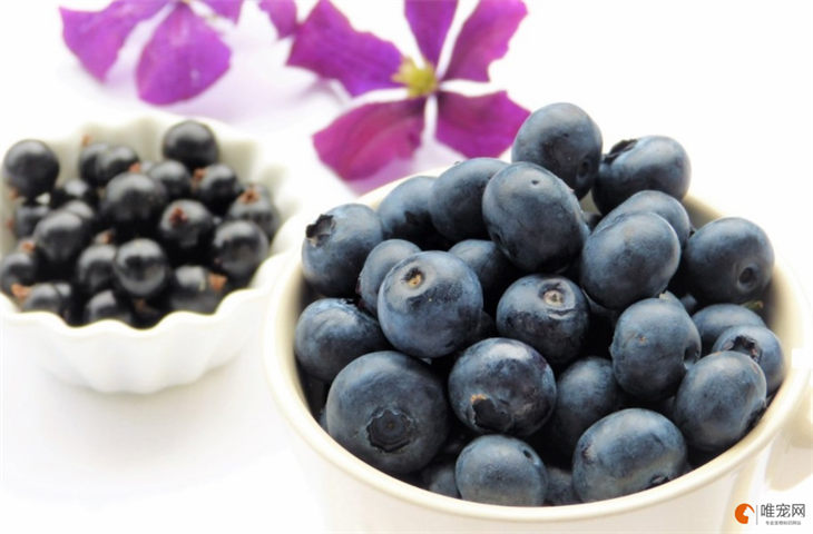 猫可以吃蓝莓吗 能吃的水果有哪些