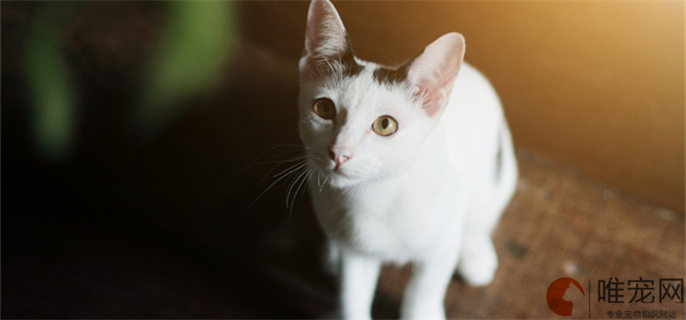 猫咪鼻头发黑的原因有哪些