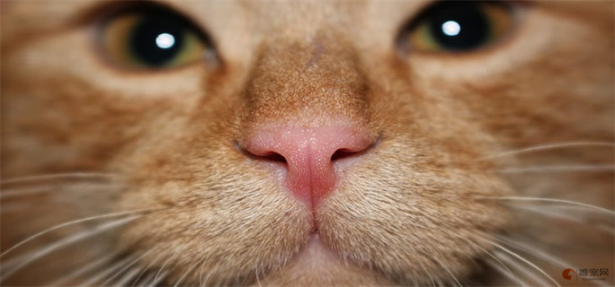 猫咪的鼻子很冰是生病了吗