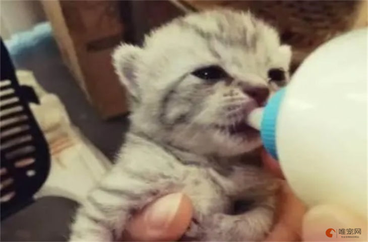 没断奶的小猫怎么养活 可以喝纯牛奶吗