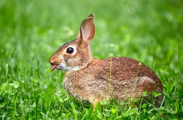 兔子的舌头有什么作用