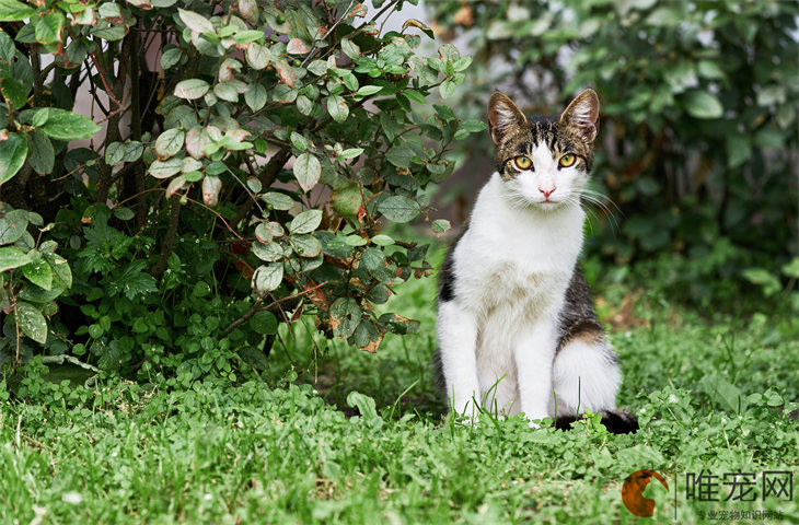 猫的年龄怎么算才算一岁 多大成年