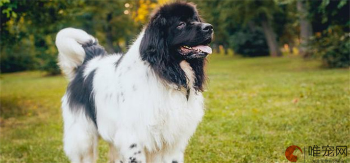 纽芬兰犬优缺点是什么