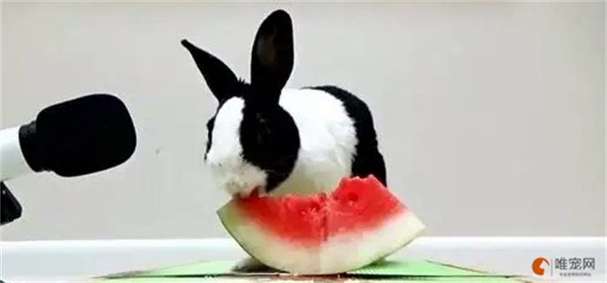 兔子吃西瓜皮吗