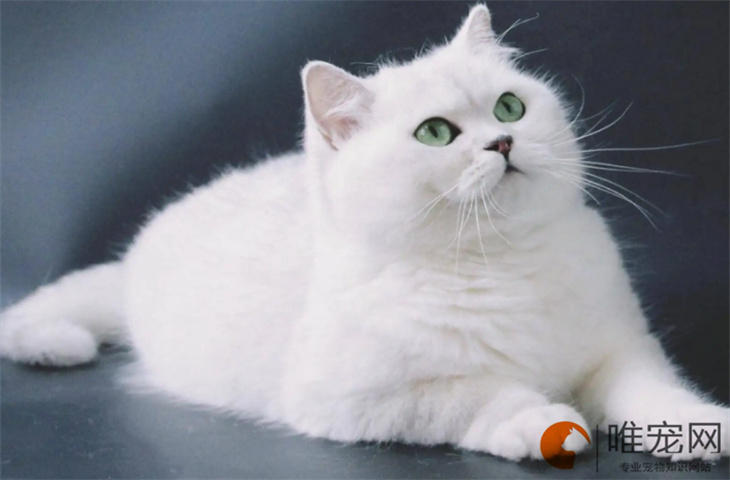银渐层猫怎么看纯不纯 饲养禁忌有哪些