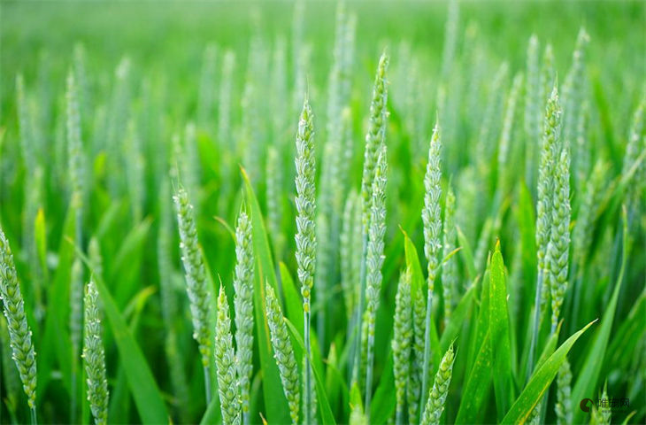 用什么蔬菜代替猫草 吃啥能排毛球 用什么蔬菜代替猫草 吃啥能排毛球