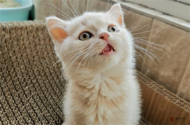 预防猫癣小妙招 怎么避免感染 预防猫癣小妙招 怎么避免感染