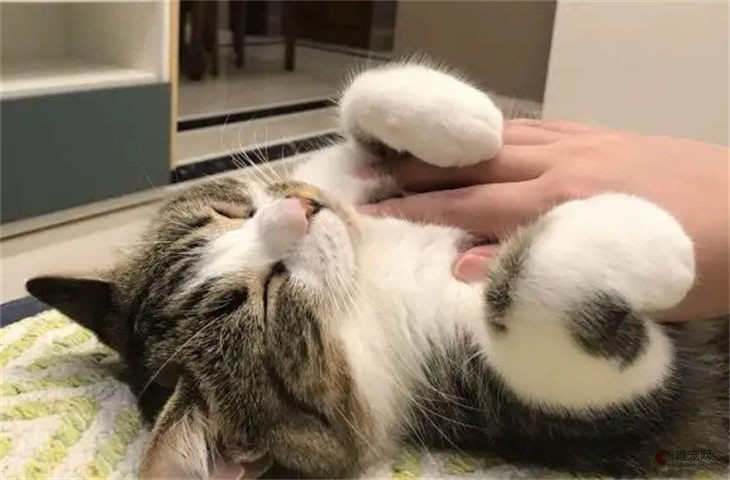 怎么给猫揉肚子它才拉屎 如何促进排便 怎么给猫揉肚子它才拉屎 如何促进排便