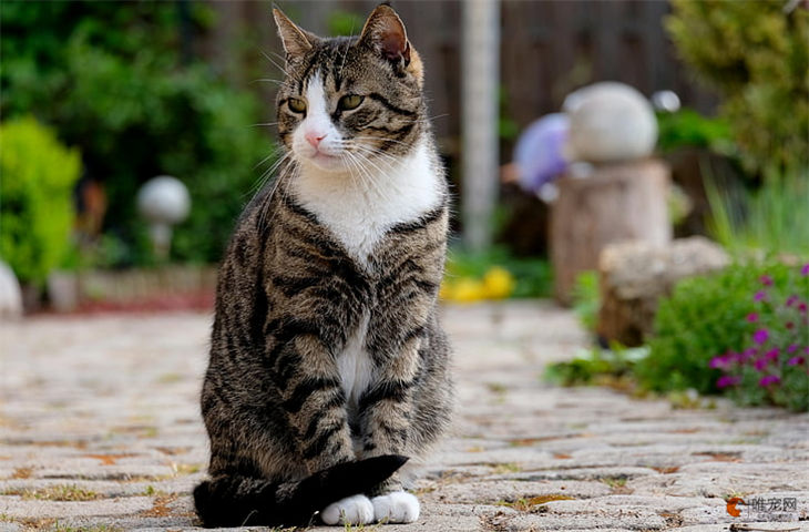 流浪猫赖着不走怎么办 送哪里会收留 流浪猫赖着不走怎么办 送哪里会收留