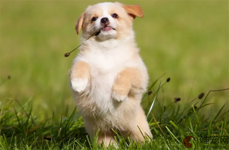 幼犬喜欢乱吃地上的脏东西怎么办 如何训练