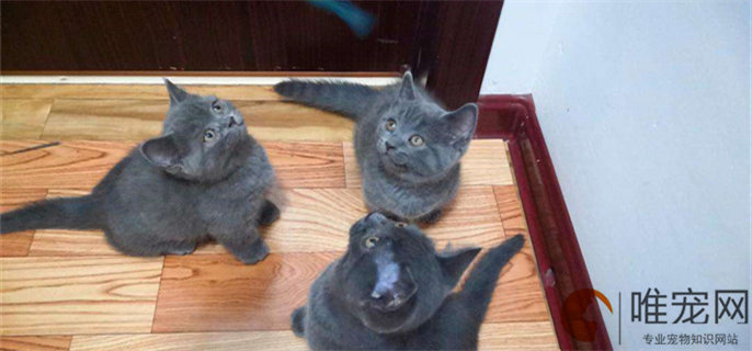 矮脚蓝猫和蓝猫区别是什么