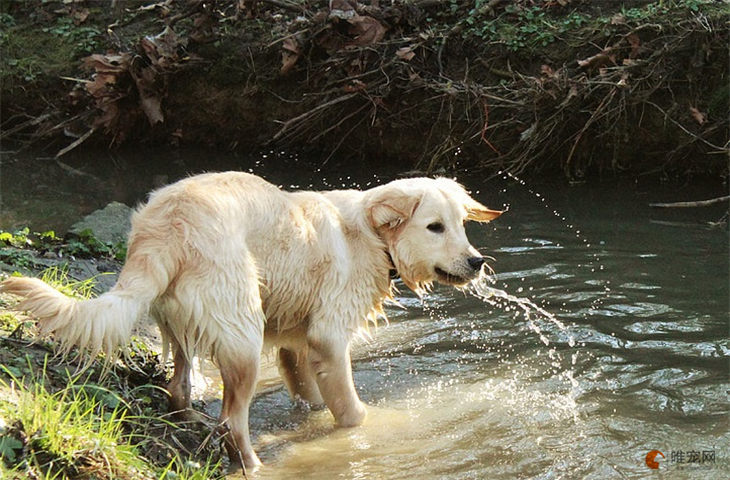 犬瘟狗狗只喝水不吃饭怎么办 是不是要死了