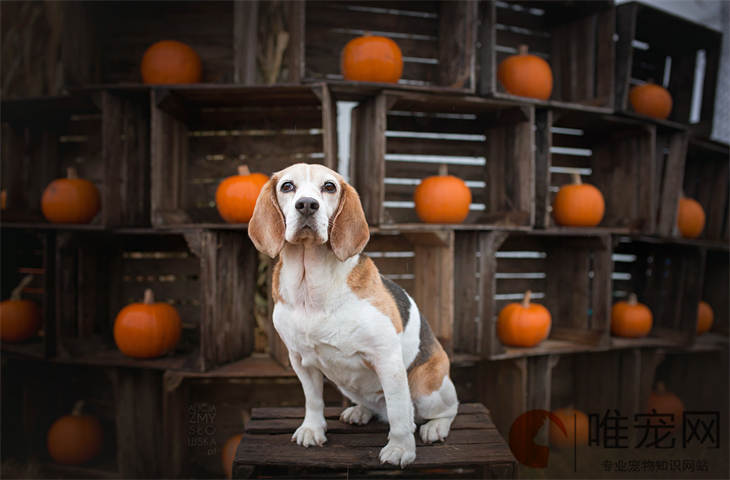 犬瘟后期救不活的症状有哪些 第几天最危险