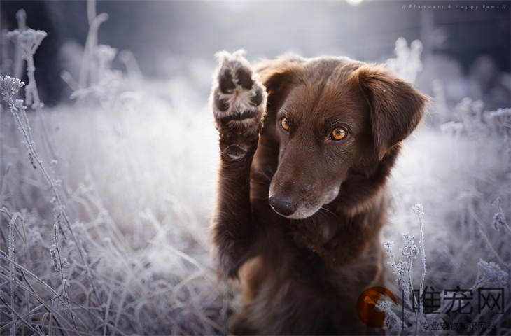 犬瘟是什么原因引起的 多少天算撑过去了