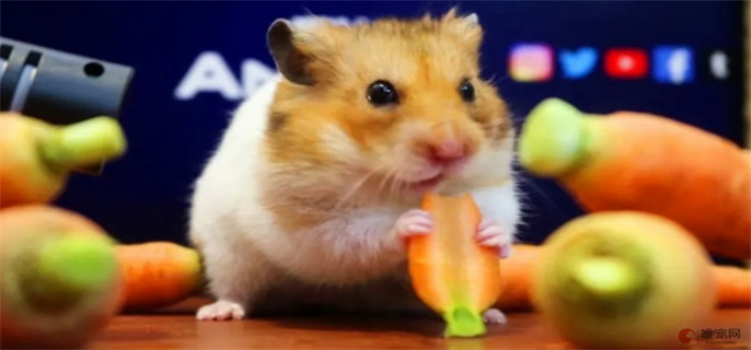 仓鼠可以吃荔枝吗