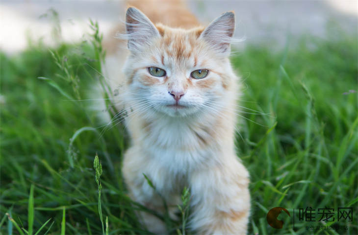 什么是全价猫粮 幼猫能吃吗