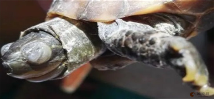 乌龟脖子上乳白色薄膜怎么回事