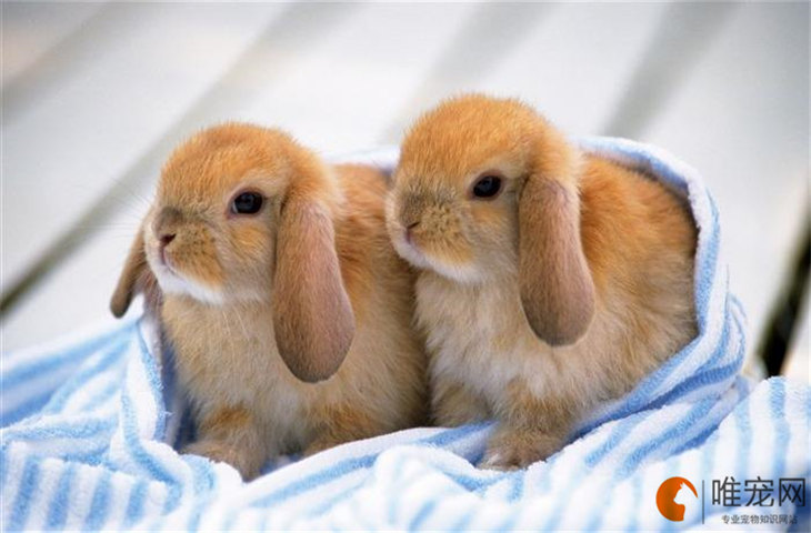 兔子刨主人并咬衣服什么原因 对你示好的表现