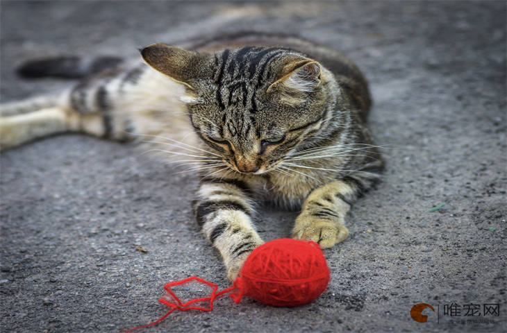 猫咪只吃罐头不吃猫粮怎么办 什么原因