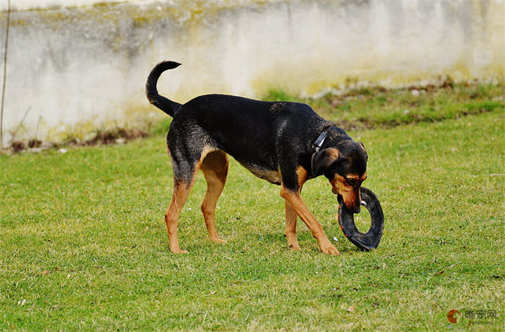 训犬基地一个月收费大概是多少钱